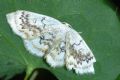 Cyclophora annularia